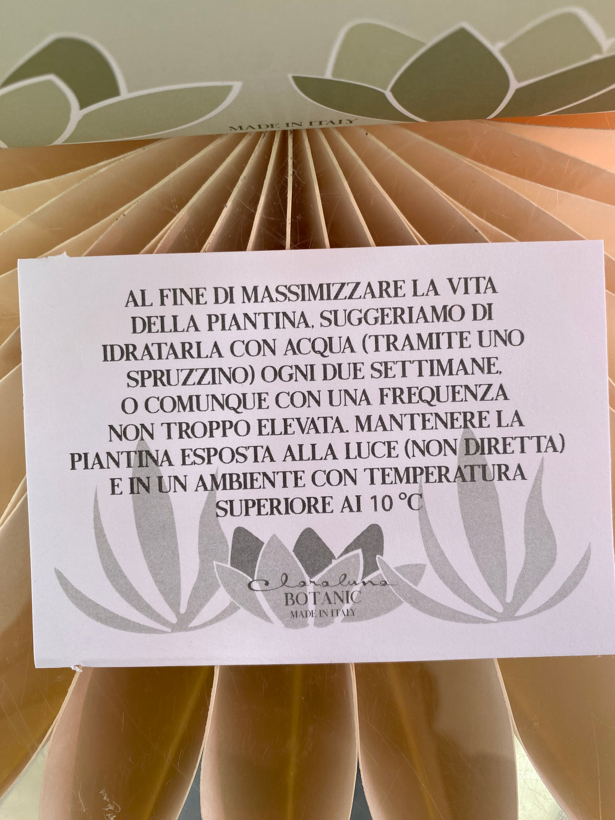 Pianta Grassa con muschio in Vaso Bianco o  Cotto  – Bomboniera