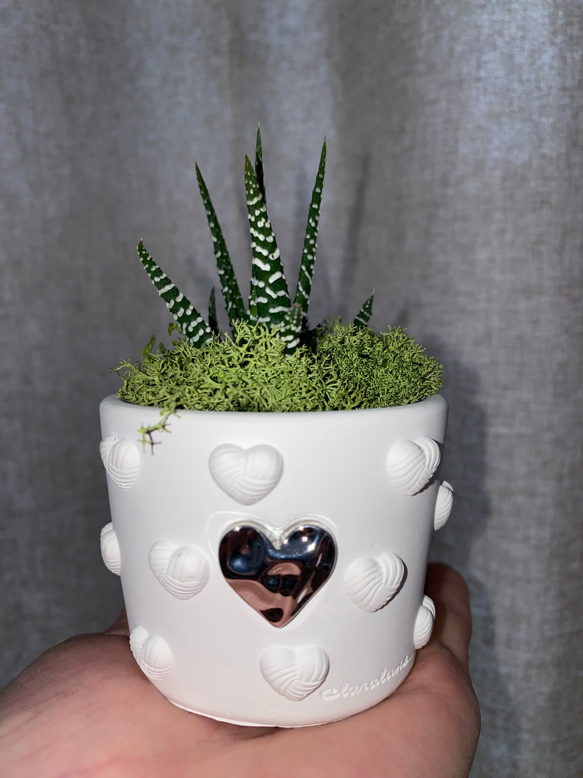 Pianta Grassa con Vaso Cuore – Bomboniera