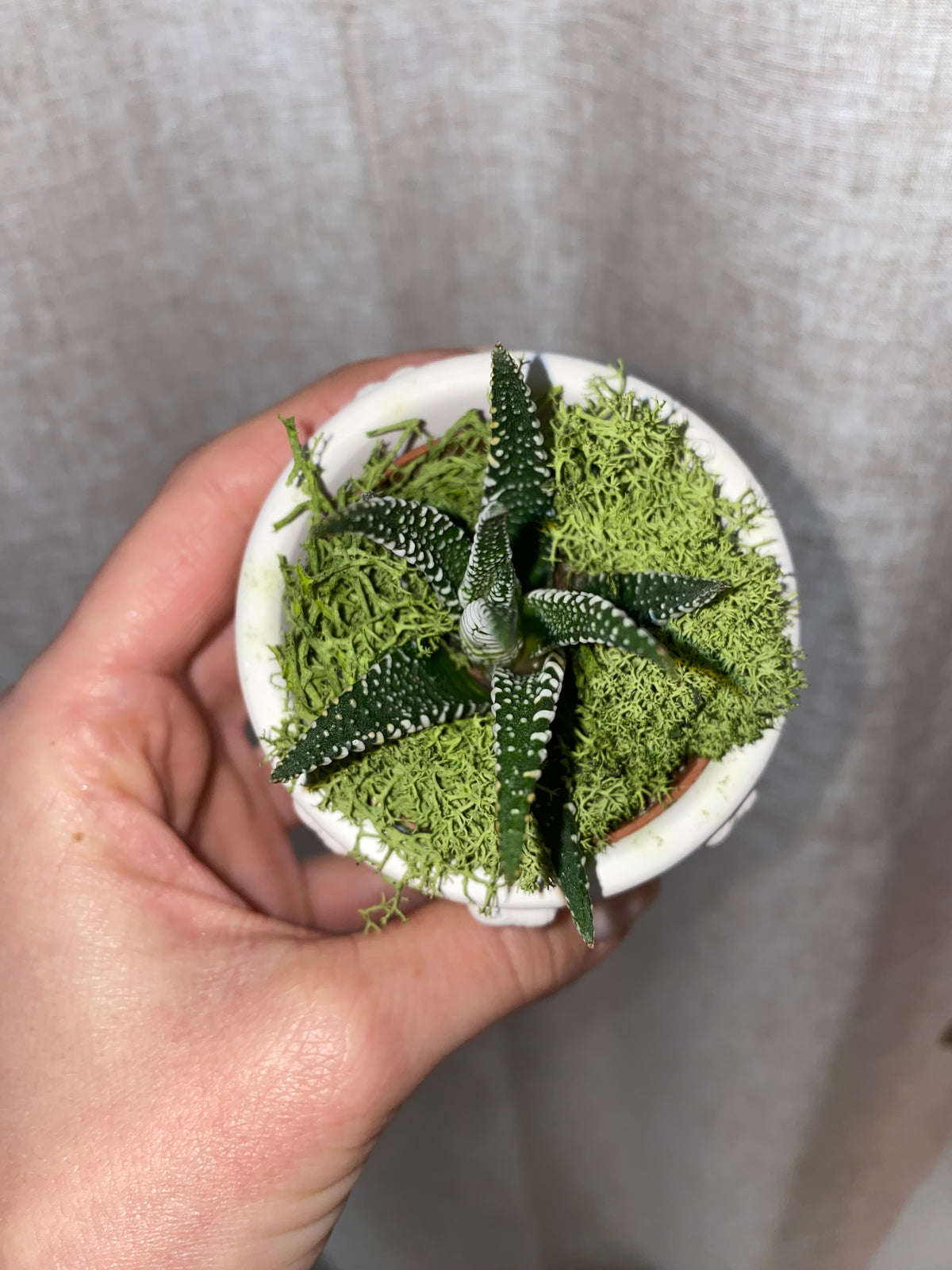 Pianta Grassa con Vaso Cuore – Bomboniera