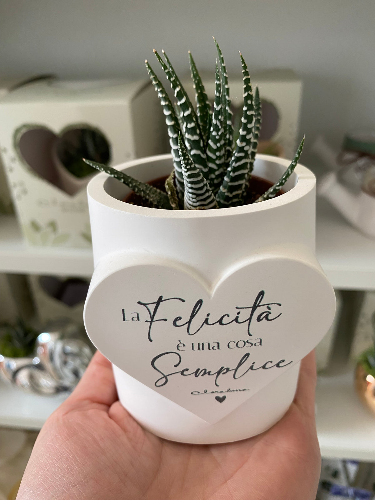 Pianta Grassa con Vaso Cuore “La Felicità è una cosa semplice” – Bomboniera