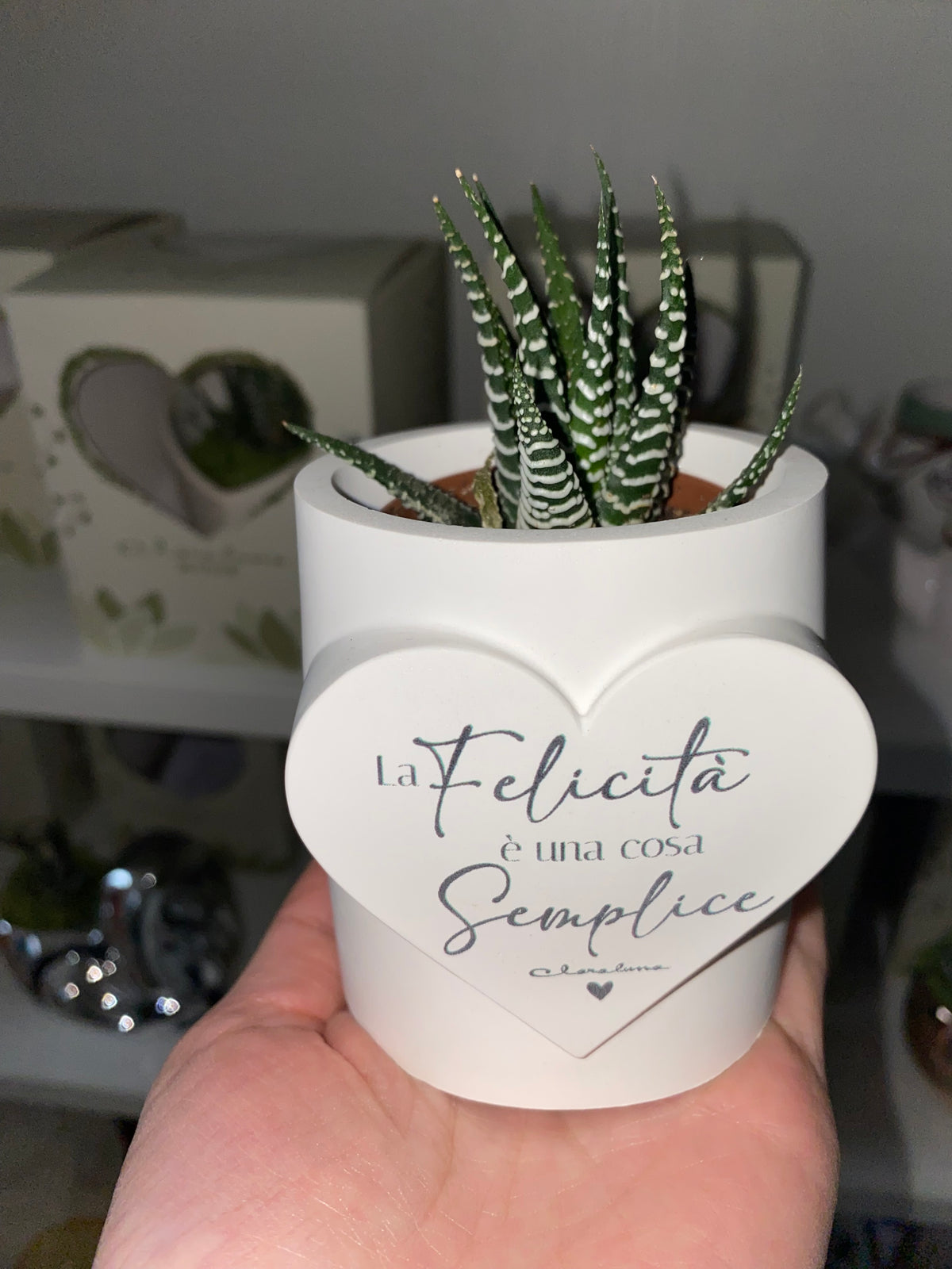 Pianta Grassa con Vaso Cuore “La Felicità è una cosa semplice” – Bomboniera